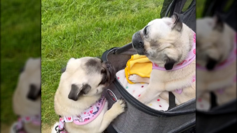 A small pug in a stroller looking down at another small pug.