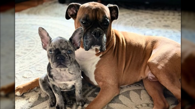 A blue-gray French bulldog puppy sitting next to a senior boxer.