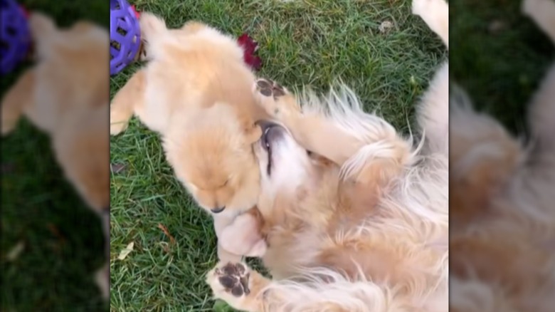 A large golden retriever lying on its back in the grass, playing with a smaller golden retriever.
