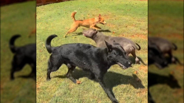 Three dogs playing in a grassy yard.