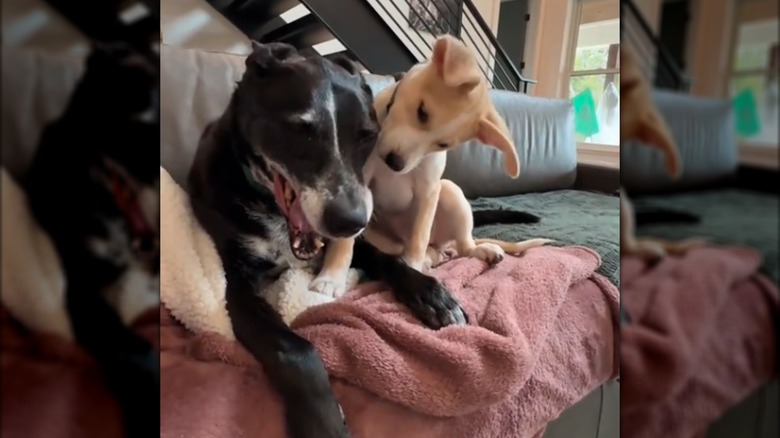 A black senior dog playing with a blonde puppy on a couch.