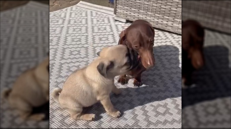 A small pug puppy licking a choclate-colored dachshund's face.