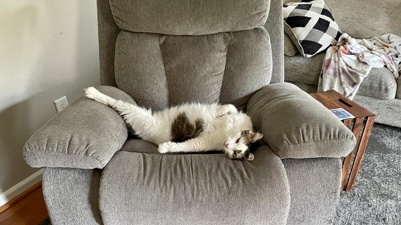 cat resting leg on recliner chair.
