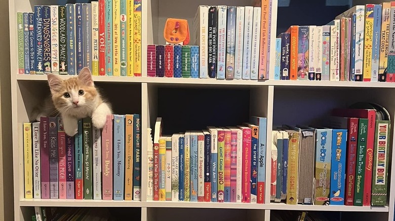 cat in book shelf.