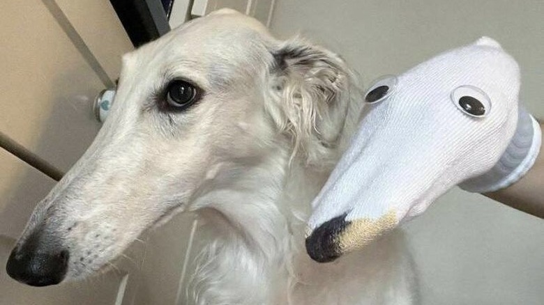 dog is not amused by sock puppet.
