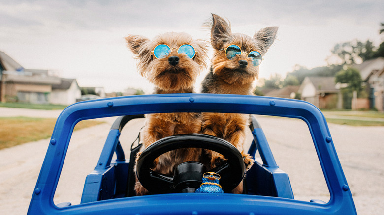 Dogs driving a car