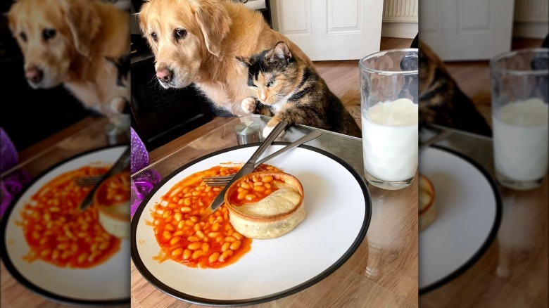 cat stealing food from plate while dog looks on.