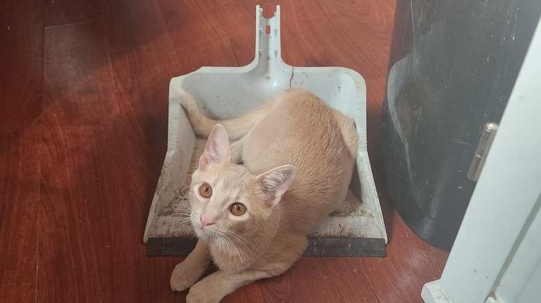 cat sleeping in dust pan.