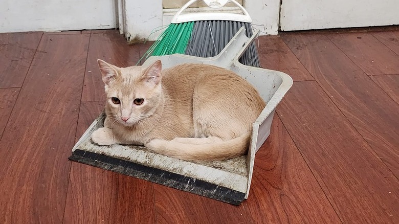 cat claims dust pan as its new bed.
