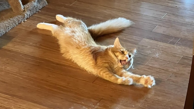 cat stretching dramatically.