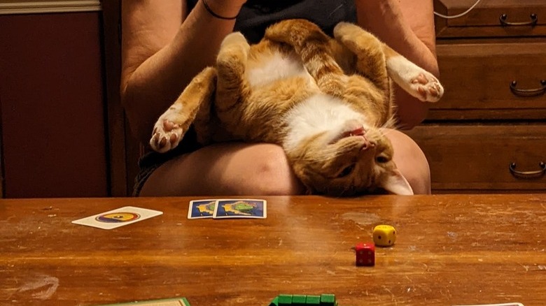 cat sleeps upside down on women's lap.