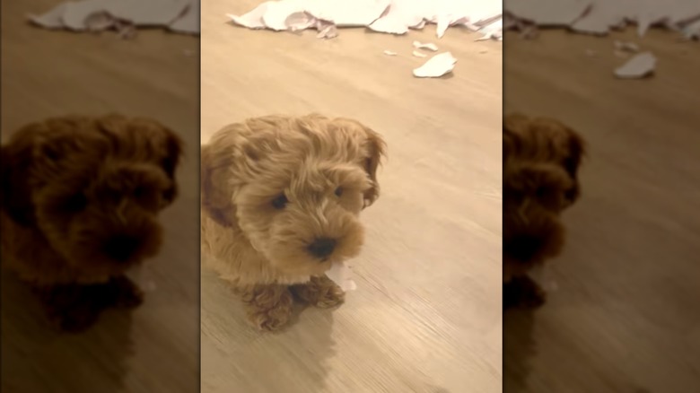 A small dog with a bit of paper in its mouth sitting next to more shredded paper.