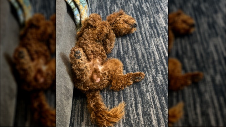 A doodle dog on its back on a rug.