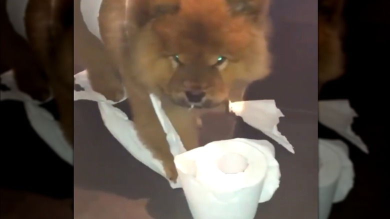 A fluffy chow chow playing with toilet paper.