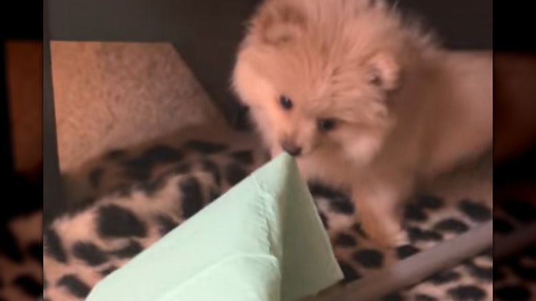 A small, fluffy puppy biting a green puppy pad.