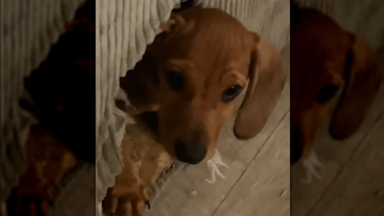 A brown puppy head poking out of a tan couch.