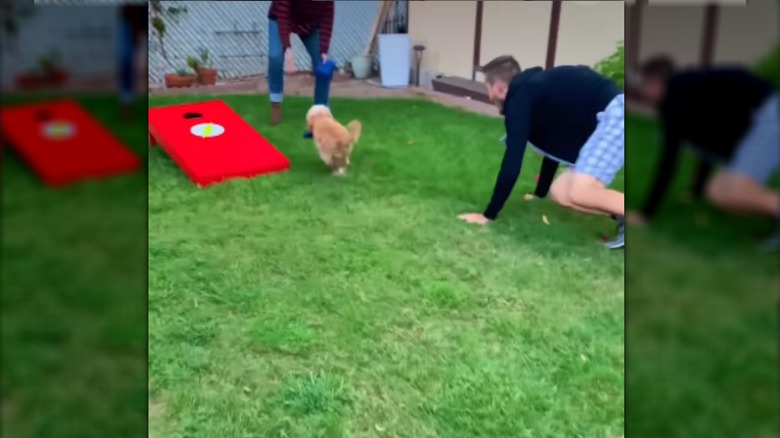 Two people kneeling outside to catch a sprinting dog.