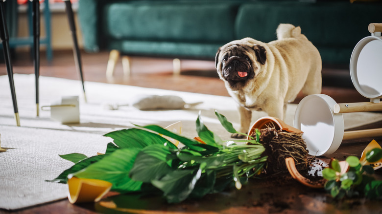 A pug dog standing next to a toppled indoor plant.