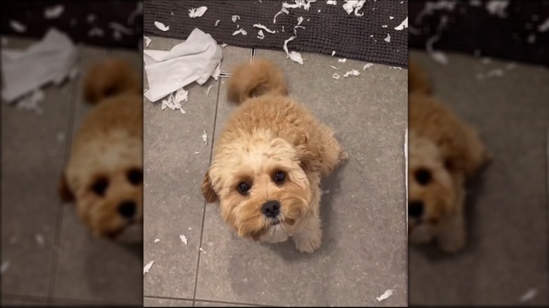 A small tan dog sitting on its hind legs nexts to shredded toilet paper.