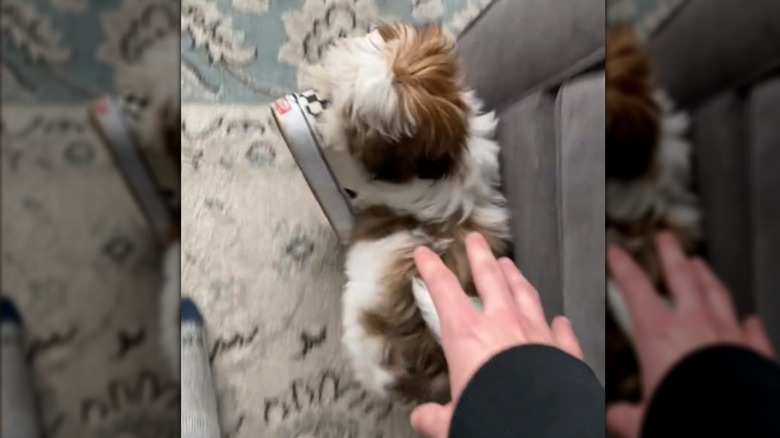 A brown-and-white puppy running indoors with a shoe in its mouth.