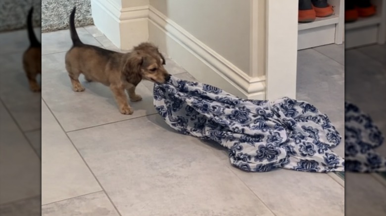 A small brown dachshund tugging on a blue-and-white blouse.