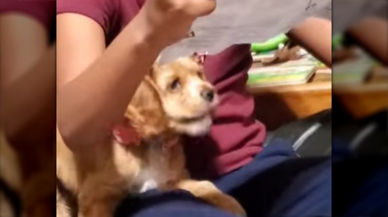 A golden puppy examining a paper on someone's lap.