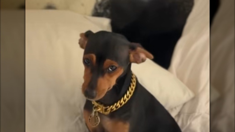 A shy-looking mini pinscher in a gold chain sitting on a bed.