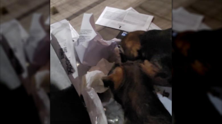 A brown puppy leaping into a pile of darker ones.