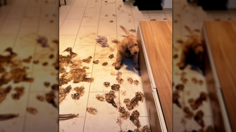 A golden retriever puppy sitting on a kitchen floor smeared with muddy pawprints.