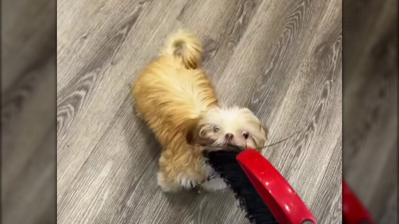 A small blonde puppy biting a red-and-black broom.