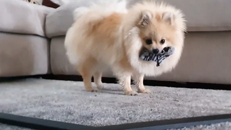 A fluffy blonde dog holding a sock in its mouth.