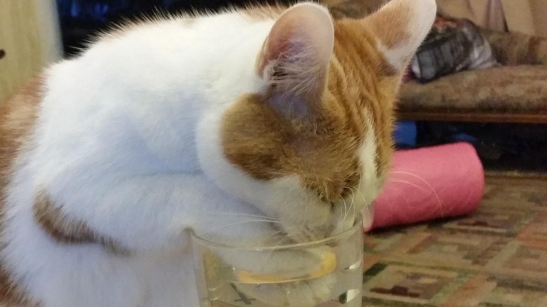 Orange and white cat puts paw and face in water glass while drinking from it