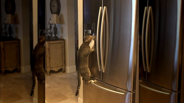 Cat climbs fridge to drink from filtered water