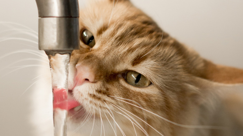 Cat drinks from water faucet