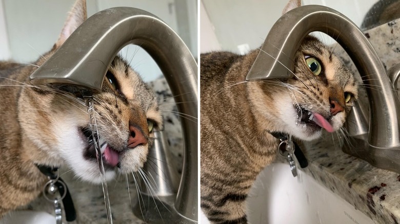 Cat drinks from bathroom faucet
