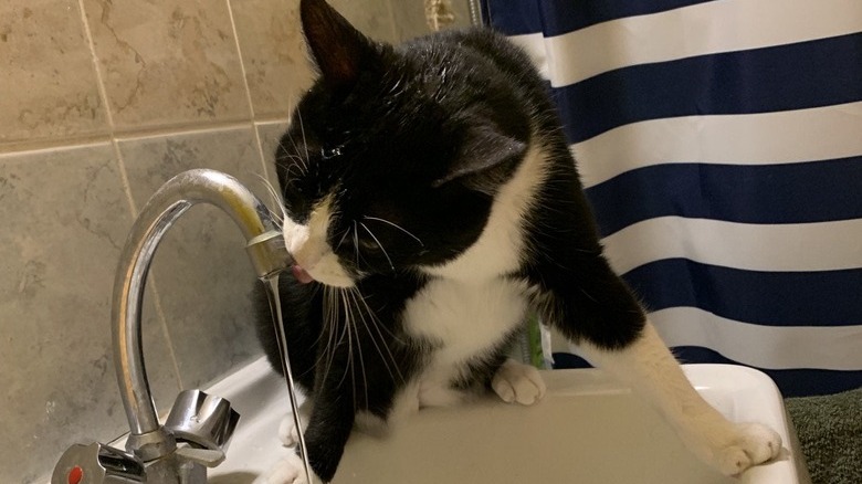 Black and white cat drinks from bathroom faucet
