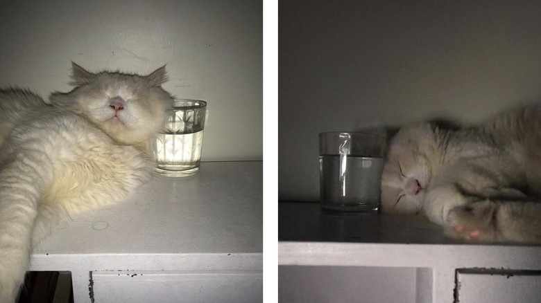 Cat sleeps next to glass of water on dresser