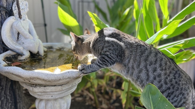 Cat stands on plants to drink from bird bath