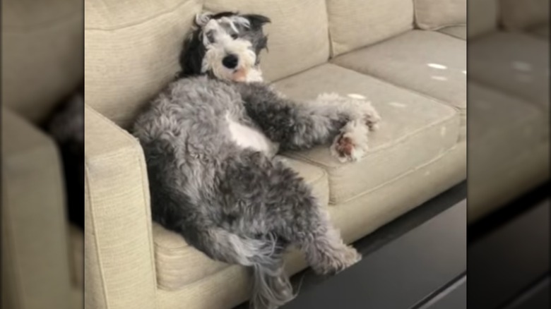 A black-and-white, fluffy sheepadoodle lying on a couch.