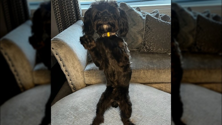 A black dog standing on its hind legs.