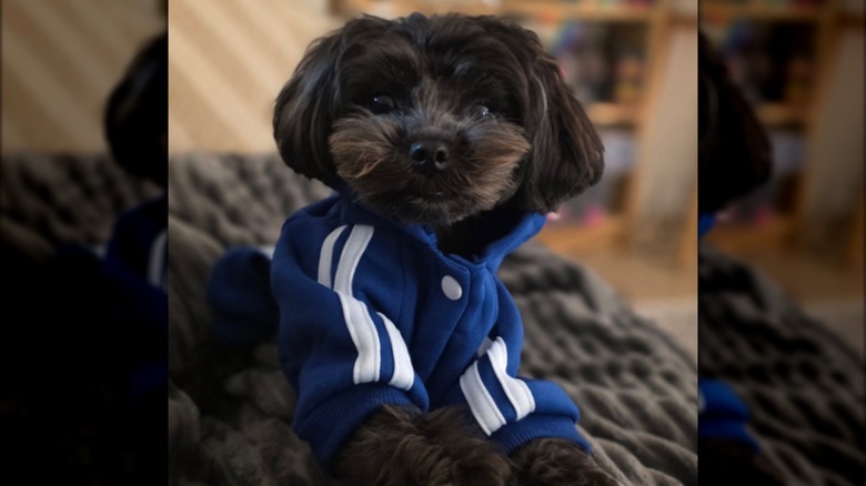 A black yorkiepoo in a blue sweatshirt.