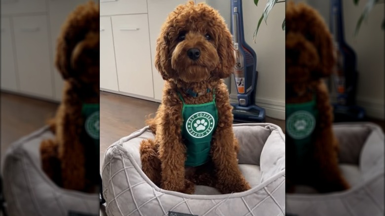 A brown cavapoo wearing a green apron and sitting in a dog bed.