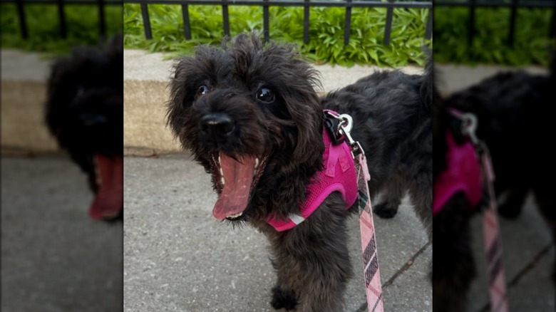 A black puppy in a pink harness sticking its tongue out.