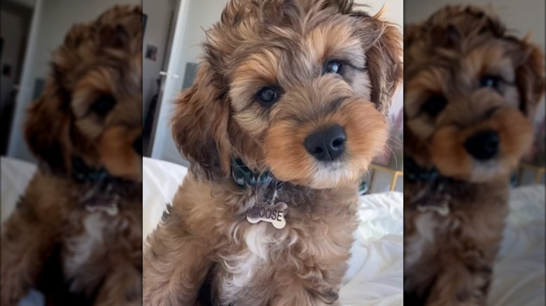 A small puppy sitting on a bed with its head titlted.