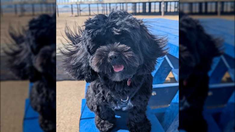 A black dog sitting in a windy spot.