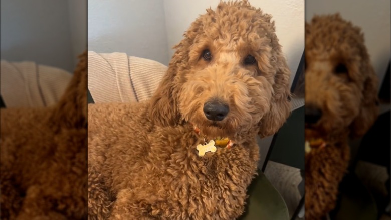 A brown, curly-haired dog on a chair