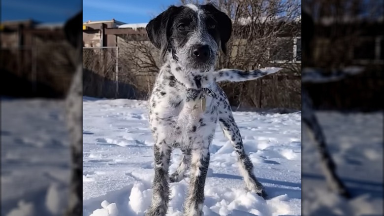 A dalmadoodle with black and white spots standing in the snow.