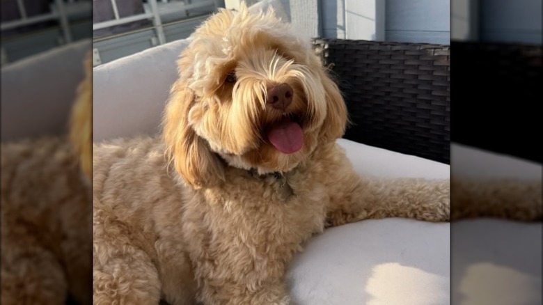 A labradoodle sitting on a couch.