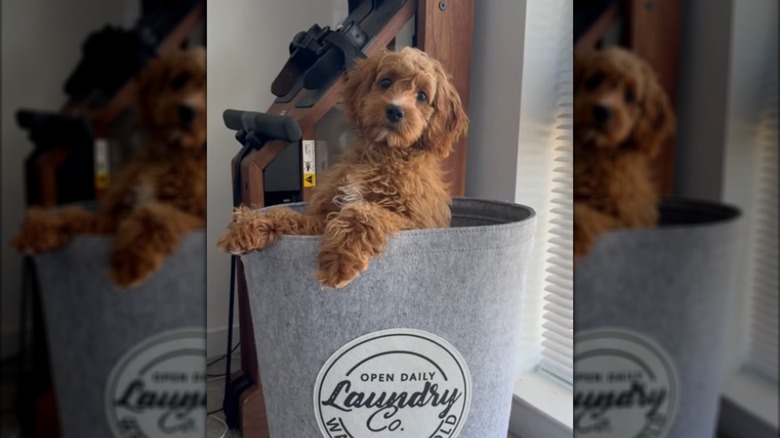 A brown cockapoo puppy standing in a laundry basket.