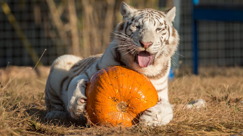 Tiger licking a pumpkin.